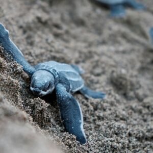 Spot de schildpad in Tortuguero - lastminute vakantie aanbiedingen