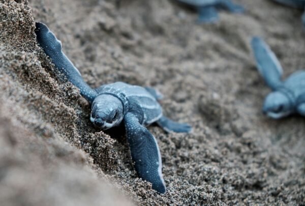 Spot de schildpad in Tortuguero - lastminute vakantie aanbiedingen