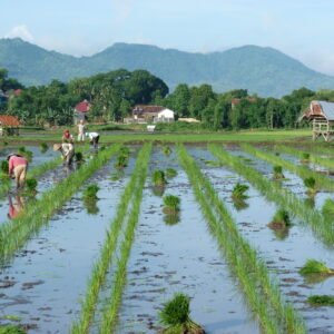 Sumbawa en Lombok - lastminute vakantie aanbiedingen