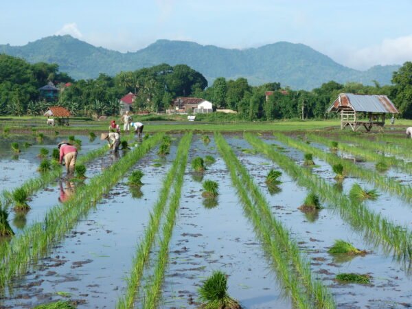 Sumbawa en Lombok - lastminute vakantie aanbiedingen