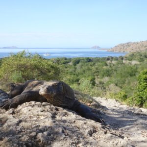 Uitgebreid Flores - lastminute vakantie aanbiedingen
