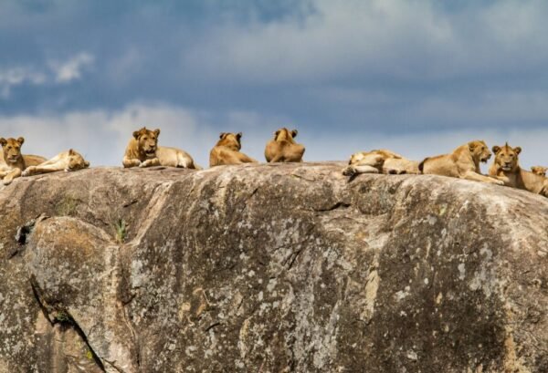 Ultiem Safari & Strand Tanzania - lastminute vakantie aanbiedingen