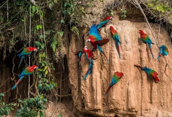 Van de Hooglanden tot de Jungle van Peru - lastminute vakantie aanbiedingen