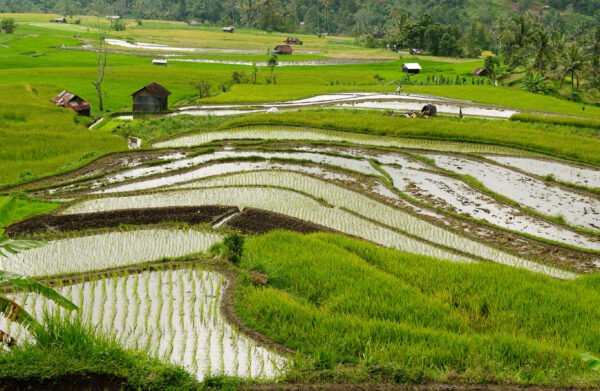 Veelzijdig West-Sumatra - lastminute vakantie aanbiedingen