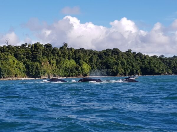 Walvissen bij de Pacific - lastminute vakantie aanbiedingen