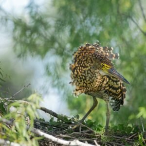 Wetlands vol dieren bij Esteros del Iberá - lastminute vakantie aanbiedingen