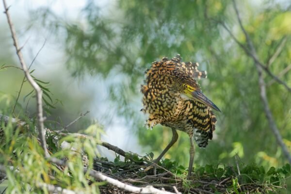 Wetlands vol dieren bij Esteros del Iberá - lastminute vakantie aanbiedingen