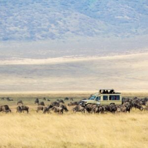 Wildlife Experience Kenia & Tanzania - lastminute vakantie aanbiedingen