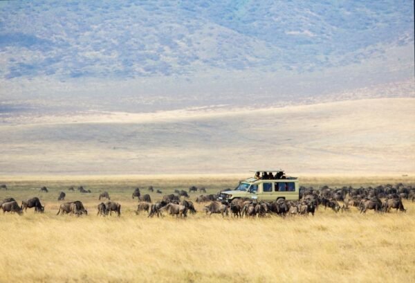 Wildlife Experience Kenia & Tanzania - lastminute vakantie aanbiedingen