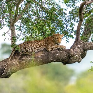 Wildparken van Kenia - lastminute vakantie aanbiedingen