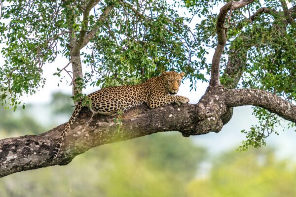 Wildparken van Kenia - lastminute vakantie aanbiedingen