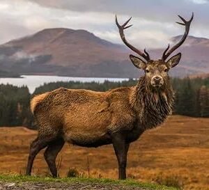 Busreis Wilderness Scotland - lastminute vakantie aanbiedingen