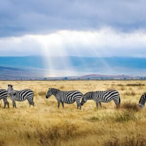 De Highlights van Noordelijk Tanzania - lastminute vakantie aanbiedingen