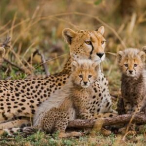 Discover de Big Five in Tanzania Superior - lastminute vakantie aanbiedingen