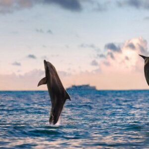 Eilandcombi Malediven - lastminute vakantie aanbiedingen