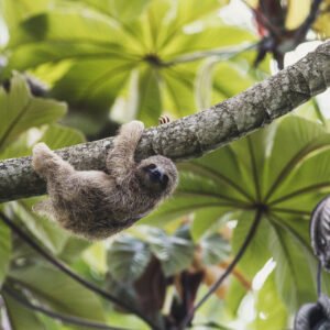 Hoogtepunten van Costa Rica - lastminute vakantie aanbiedingen