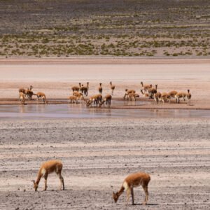 Hoogtepunten van Peru - lastminute vakantie aanbiedingen