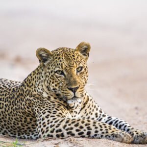 Hoogtepunten van Sri Lanka - lastminute vakantie aanbiedingen