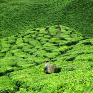 Hoogtepunten van heel Maleisië - lastminute vakantie aanbiedingen