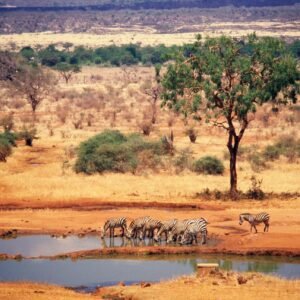 Kenia strand en safari-avontuur per trein - lastminute vakantie aanbiedingen