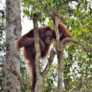 Onbekend Junglegebied Ketambe - lastminute vakantie aanbiedingen