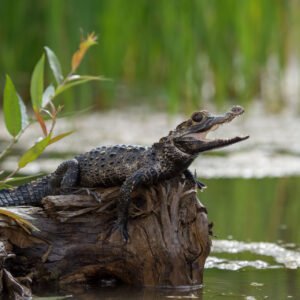 Ontdek de Amazone per boot - lastminute vakantie aanbiedingen