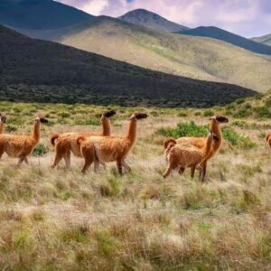 Op avontuur van Mendoza naar Salta - lastminute vakantie aanbiedingen