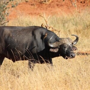 Op safari in Taita Hills - lastminute vakantie aanbiedingen