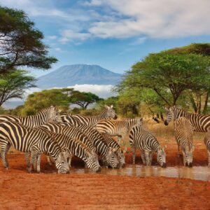 Op safari vanuit Mombasa - lastminute vakantie aanbiedingen