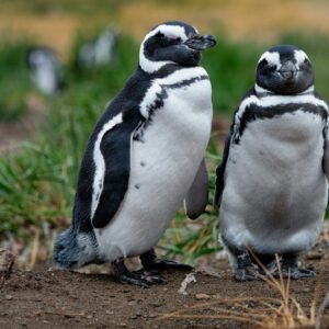 Pinguïns en walvissen - lastminute vakantie aanbiedingen