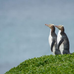 Pinguïns op Otago Peninsula - lastminute vakantie aanbiedingen