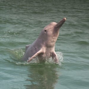 Roze dolfijnen bij Khanom Beach - lastminute vakantie aanbiedingen