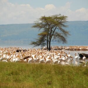 Safari Kenia & strand Zanzibar - lastminute vakantie aanbiedingen