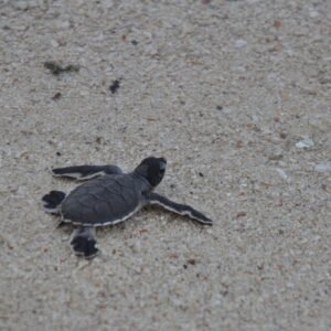 Schildpadden en orang-oetans bij Selingan - lastminute vakantie aanbiedingen