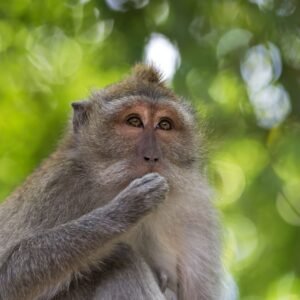 Ujung Kulon - lastminute vakantie aanbiedingen