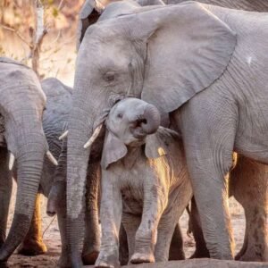 Umlani Bush Camp in Timbavati Game Reserve - lastminute vakantie aanbiedingen