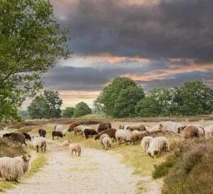 Wandelen door Nationaal Park Drentsche Aa - lastminute vakantie aanbiedingen